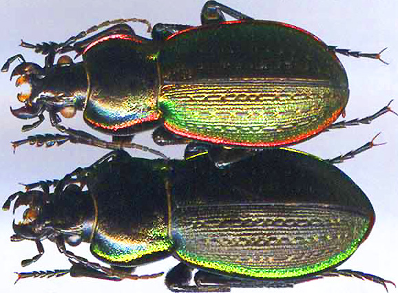 http://www.gorodinski.ru/carabus/Carabus stscheglowi.jpg